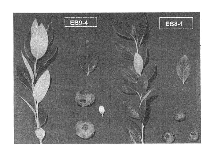 Figure 1 of US plant patent PP28334, the photograph of EB 9-4 printed in the patent.