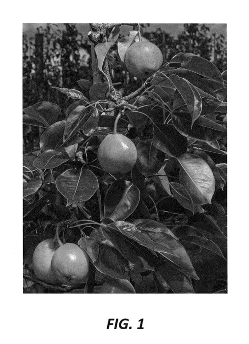 Figure 1 of US plant patent PP28335, the photograph of PremP52 printed in the patent.