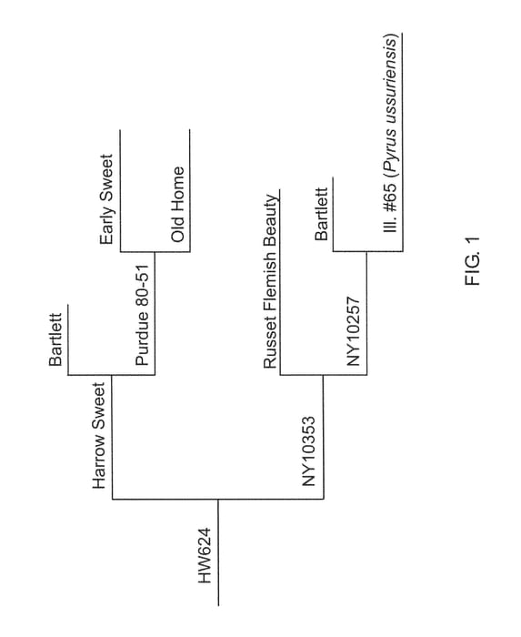Figure 1 of US plant patent PP28336, the photograph of HW624 printed in the patent.