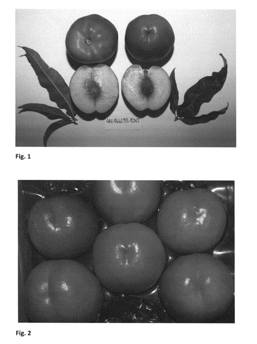 Figure 1 of US plant patent PP28337, the photograph of NECTANA printed in the patent.