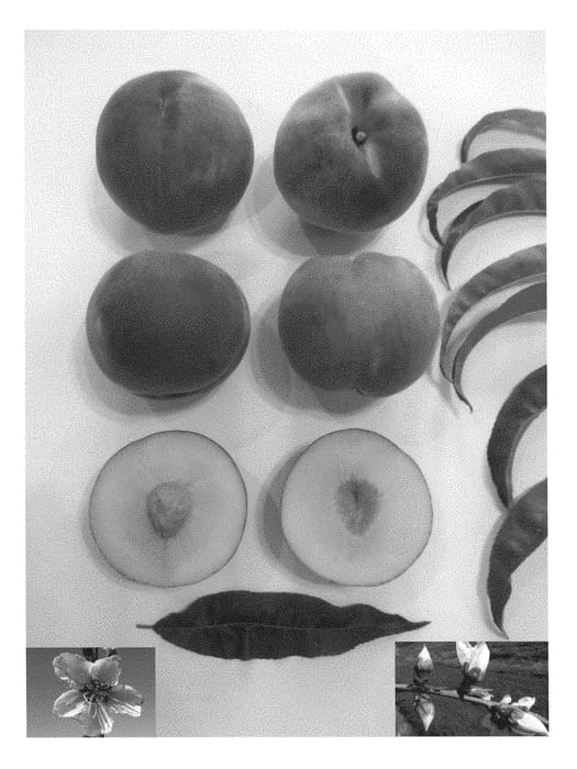 Figure 1 of US plant patent PP28338, the photograph of Red Princess II printed in the patent.