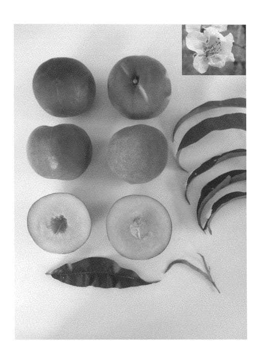 Figure 1 of US plant patent PP28339, the photograph of Red Princess III printed in the patent.