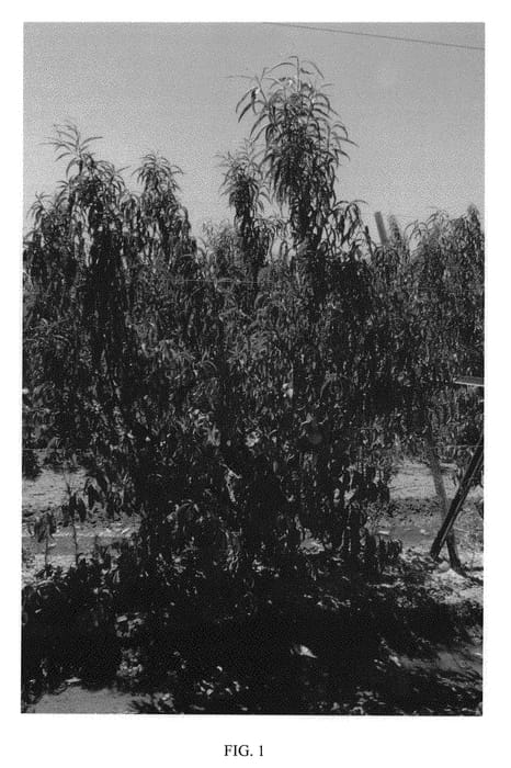 Figure 1 of US plant patent PP28340, the photograph of Mc 1936 printed in the patent.