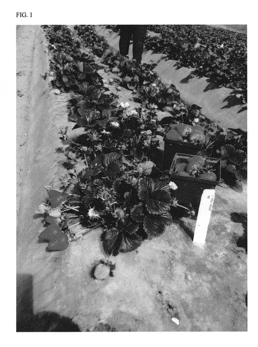 Figure 1 of US plant patent PP28341, the photograph of Yoli printed in the patent.