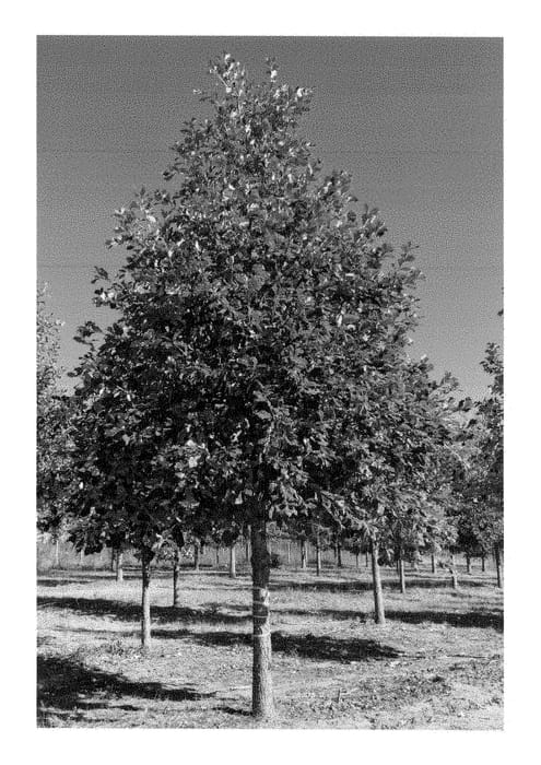 Figure 1 of US plant patent PP28342, the photograph of Green Nova printed in the patent.