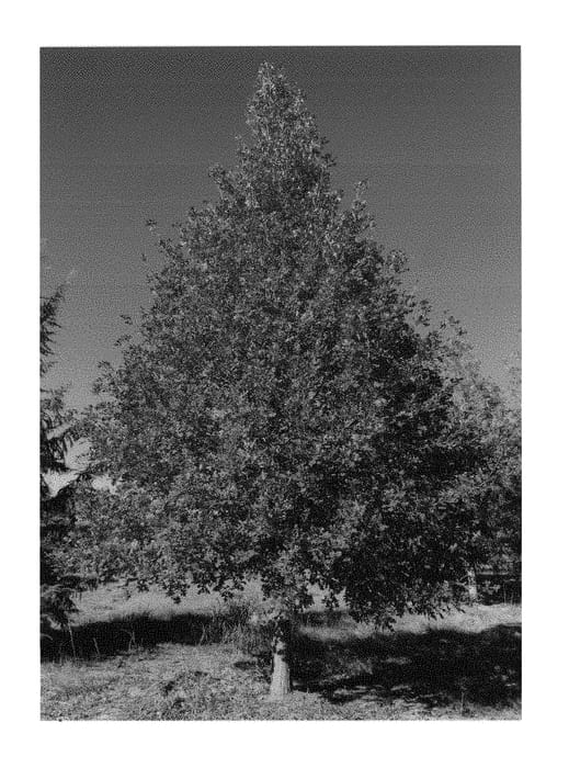 Figure 1 of US plant patent PP28343, the photograph of Dahlonega printed in the patent.