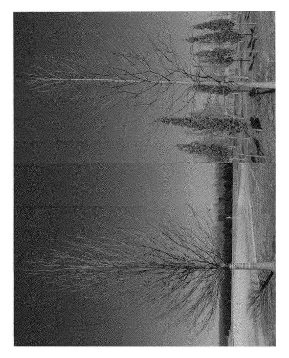 Figure 1 of US plant patent PP28344, the photograph of Ochlocknee printed in the patent.