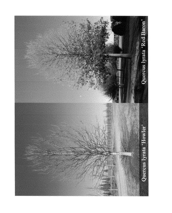 Figure 2 of US plant patent PP28345, the photograph of Howler printed in the patent.