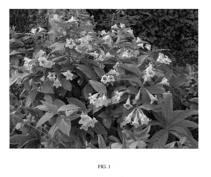 Figure 1 of US plant patent PP28346, the photograph of Mango printed in the patent.