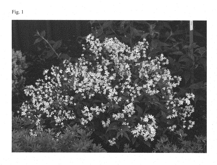 Figure 1 of US plant patent PP28347, the photograph of NCDX2 printed in the patent.