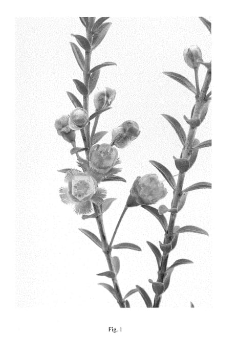 Figure 1 of US plant patent PP28348, the photograph of REY printed in the patent.