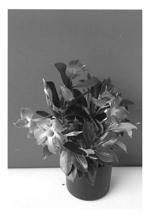 Figure 1 of US plant patent PP28349, the photograph of INMANSTAPI printed in the patent.