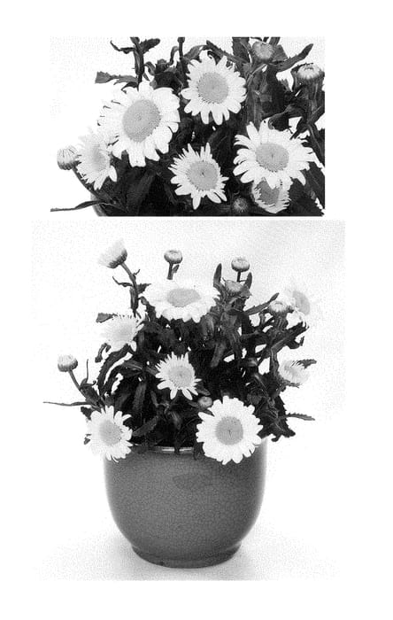 Figure 1 of US plant patent PP28350, the photograph of BL14007 printed in the patent.