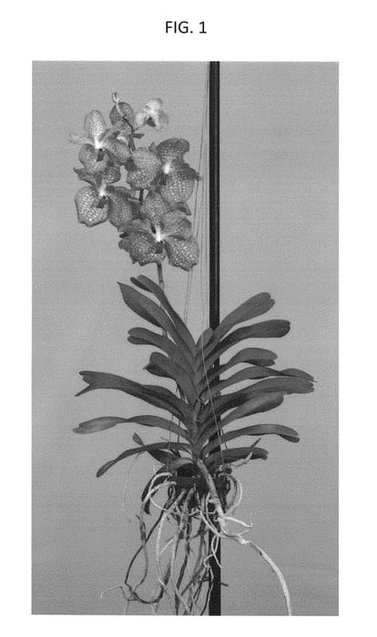Figure 1 of US plant patent PP28351, the photograph of SPCDW1405 printed in the patent.