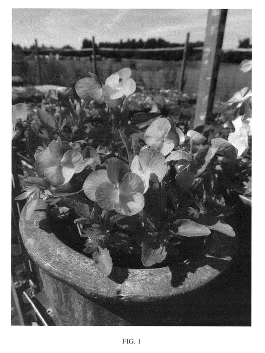 Figure 1 of US plant patent PP28352, the photograph of Bonny printed in the patent.