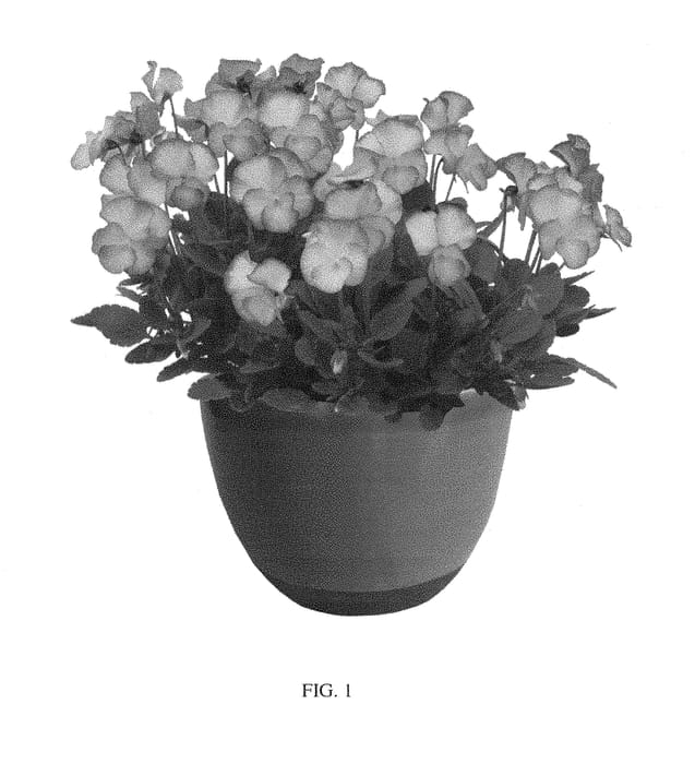 Figure 1 of US plant patent PP28353, the photograph of Sweetheart printed in the patent.