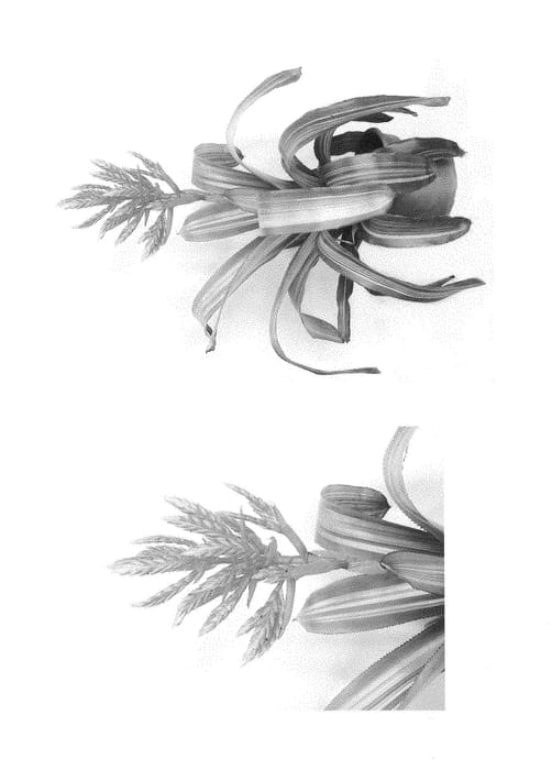 Figure 1 of US plant patent PP28354, the photograph of Patricia's Secret printed in the patent.