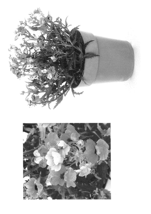 Figure 1 of US plant patent PP28355, the photograph of Innemblora printed in the patent.
