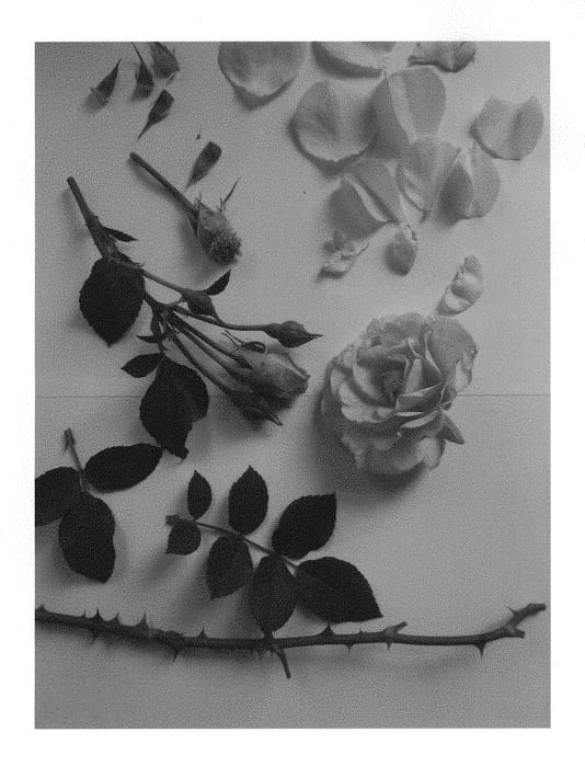 Figure 1 of US plant patent PP28356, the photograph of Poulnap004 printed in the patent.