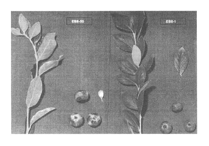 Figure 1 of US plant patent PP28357, the photograph of EB 8-50 printed in the patent.