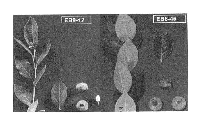 Figure 1 of US plant patent PP28358, the photograph of EB 9-12 printed in the patent.