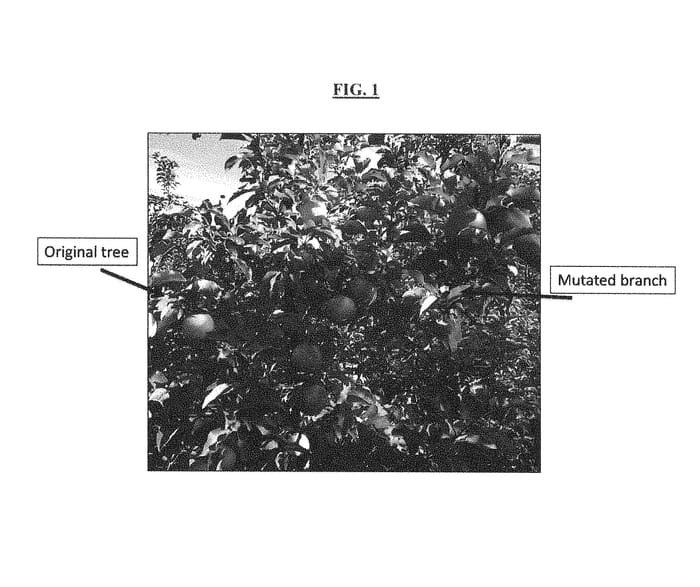 Figure 1 of US plant patent PP28359, the photograph of MILLY printed in the patent.