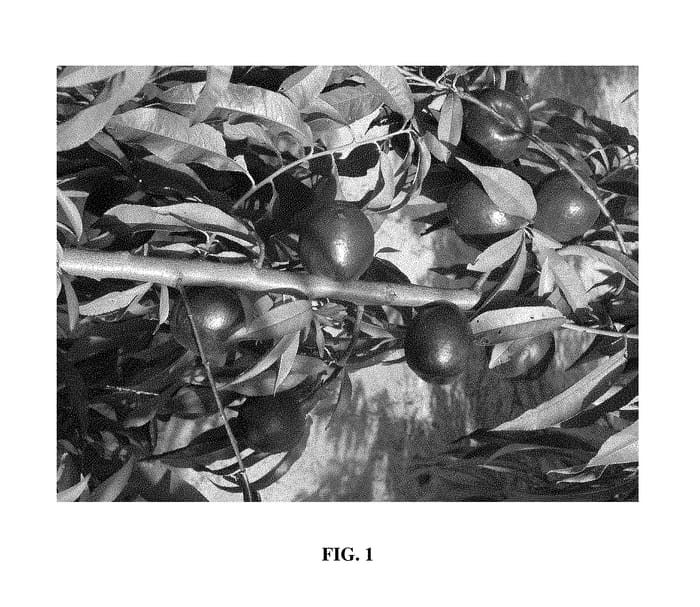 Figure 1 of US plant patent PP28360, the photograph of Smooth Texan Two printed in the patent.
