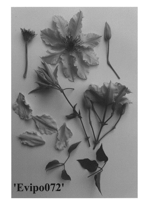 Figure 1 of US plant patent PP28361, the photograph of Evipo072 printed in the patent.