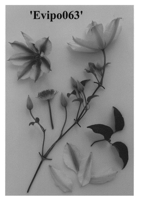 Figure 1 of US plant patent PP28362, the photograph of Evipo063 printed in the patent.