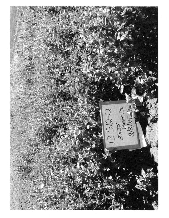 Figure 1 of US plant patent PP28363, the photograph of Jefferson Spearmint printed in the patent.