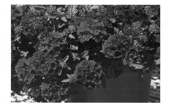 Figure 1 of US plant patent PP28364, the photograph of KLEVP15618 printed in the patent.