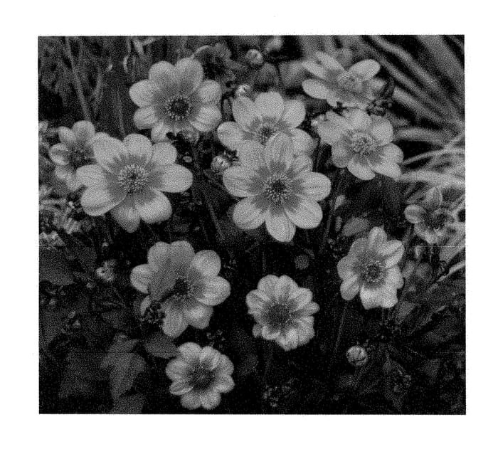 Figure 1 of US plant patent PP28365, the photograph of Dahlgr85 printed in the patent.