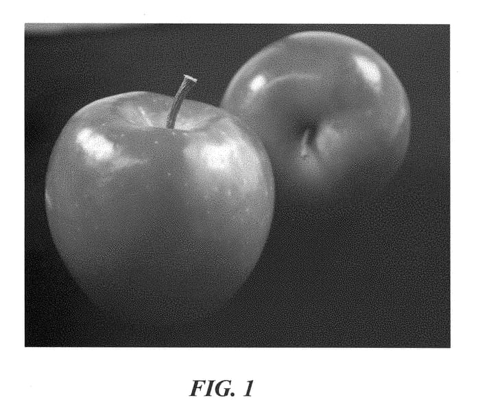 Figure 1 of US plant patent PP28366, the photograph of PremA34 printed in the patent.