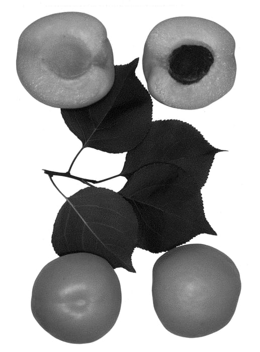 Figure 1 of US plant patent PP28367, the photograph of Carlsbad printed in the patent.