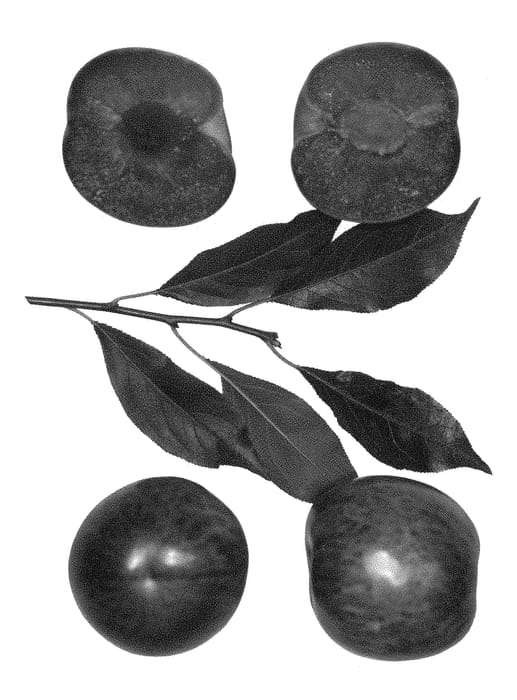 Figure 1 of US plant patent PP28368, the photograph of Dapple Delight printed in the patent.