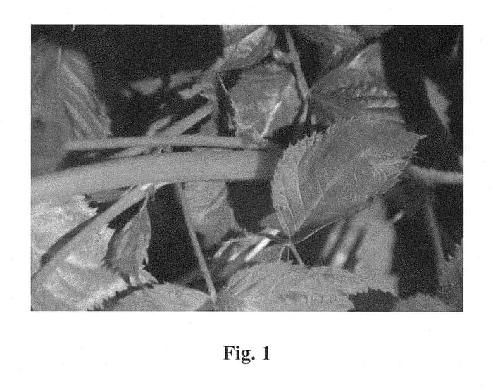 Figure 1 of US plant patent PP28369, the photograph of Columbia Giant printed in the patent.