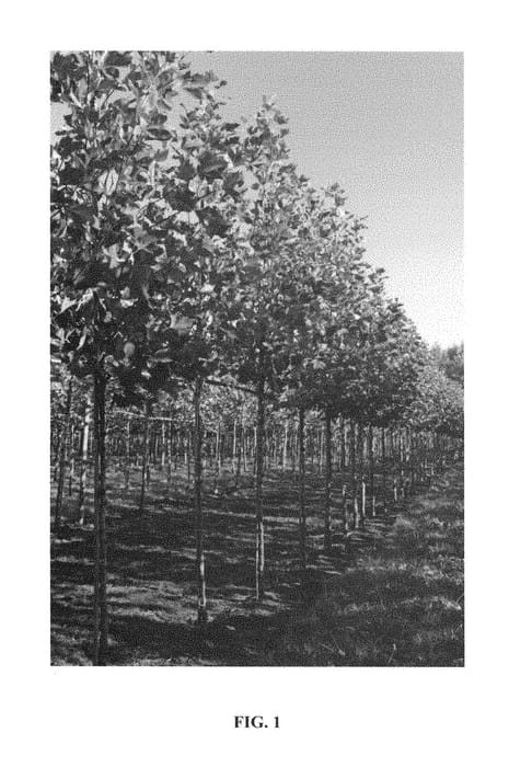 Figure 1 of US plant patent PP28370, the photograph of Woodside Column printed in the patent.