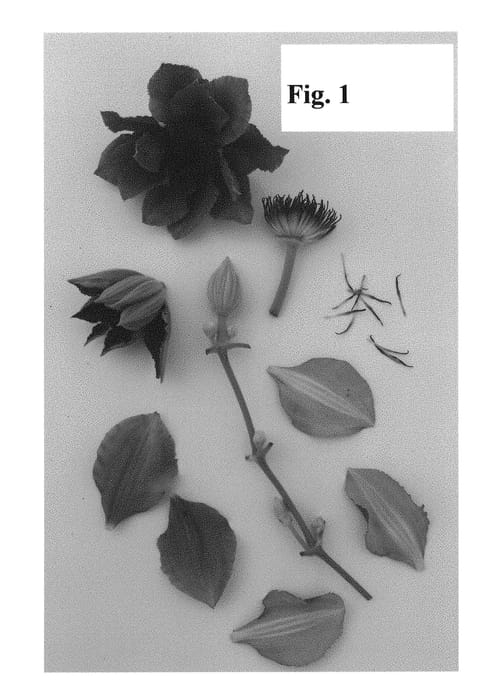 Figure 1 of US plant patent PP28371, the photograph of Evipo047 printed in the patent.