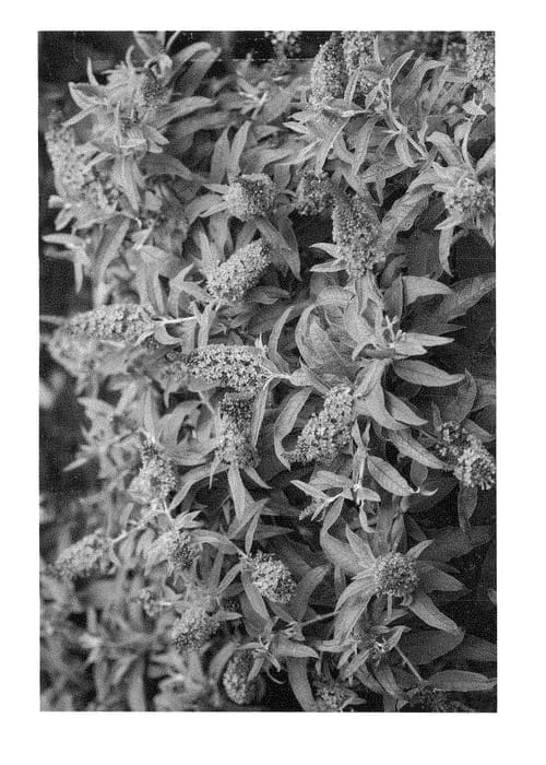 Figure 1 of US plant patent PP28372, the photograph of UCONNBD604 printed in the patent.