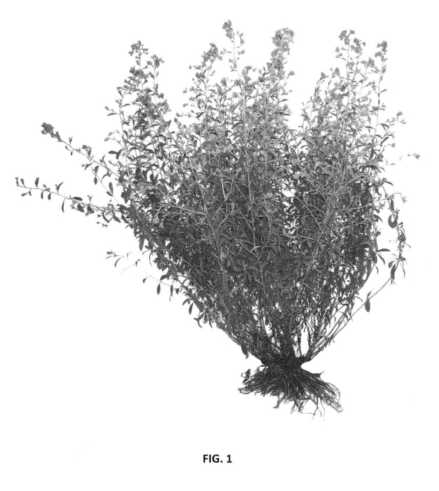 Figure 1 of US plant patent PP28373, the photograph of SW 129 printed in the patent.