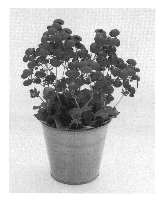 Figure 1 of US plant patent PP28374, the photograph of KLECH15023 printed in the patent.