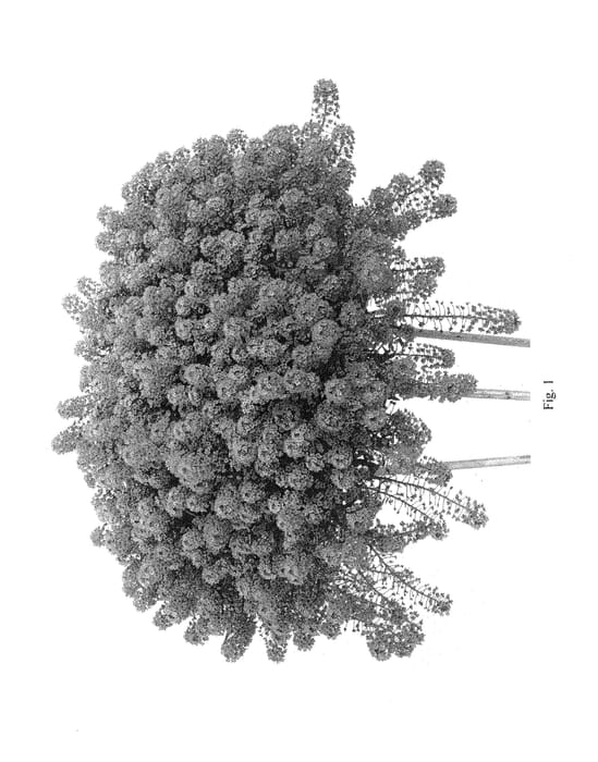 Figure 1 of US plant patent PP28375, the photograph of DLOBRASTRM printed in the patent.