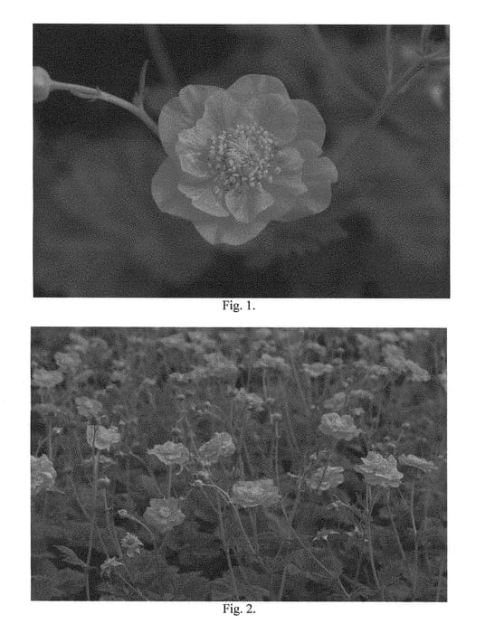 Figure 1 of US plant patent PP28376, the photograph of Coppertone Punch printed in the patent.