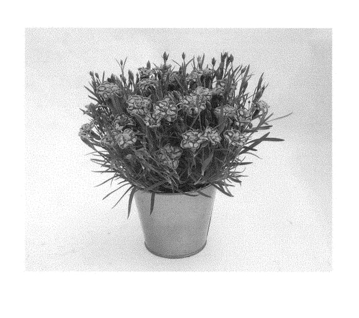 Figure 1 of US plant patent PP28377, the photograph of KLEDG15176 printed in the patent.
