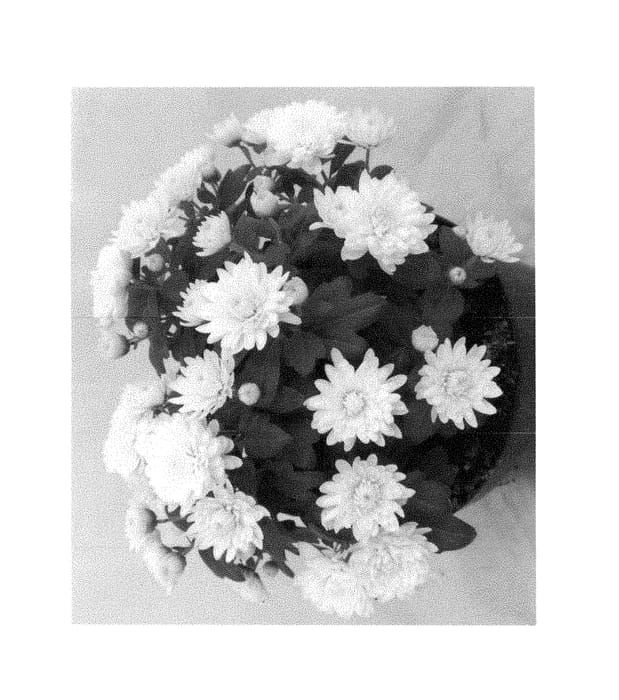 Figure 1 of US plant patent PP28378, the photograph of Fidcsunwhi printed in the patent.