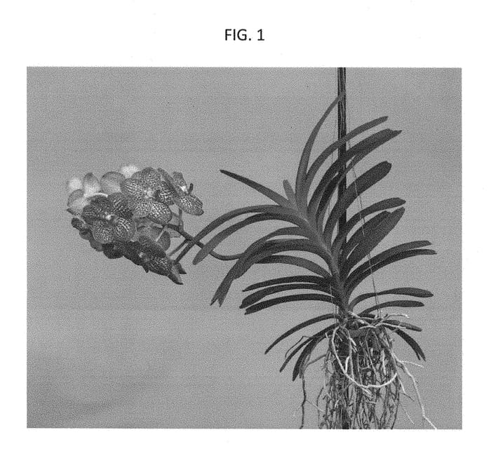 Figure 1 of US plant patent PP28379, the photograph of SPCDW1504 printed in the patent.