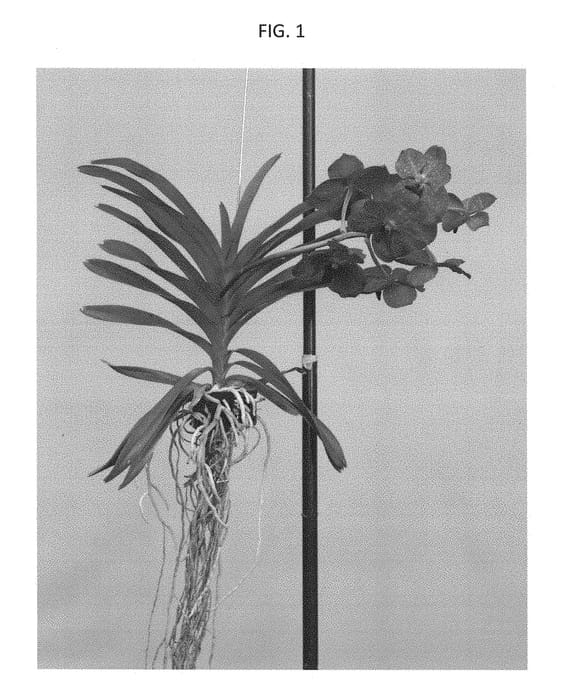 Figure 1 of US plant patent PP28380, the photograph of SPCDW1502 printed in the patent.
