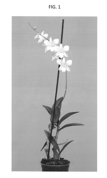 Figure 1 of US plant patent PP28381, the photograph of Suden1402 printed in the patent.