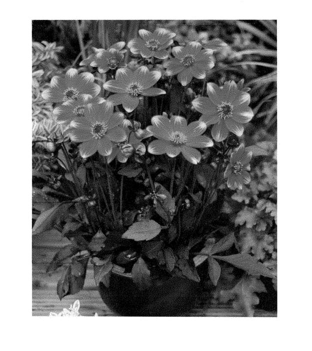 Figure 1 of US plant patent PP28382, the photograph of Dahlgr128 printed in the patent.