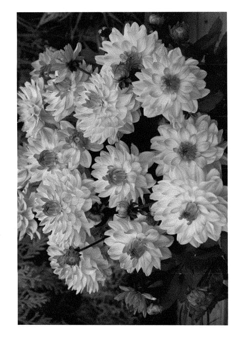 Figure 1 of US plant patent PP28383, the photograph of DAHSC226 printed in the patent.
